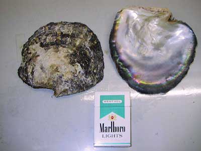 Team Splash Splash-World