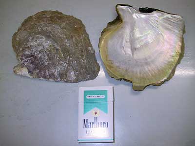 Team Splash Splash-World